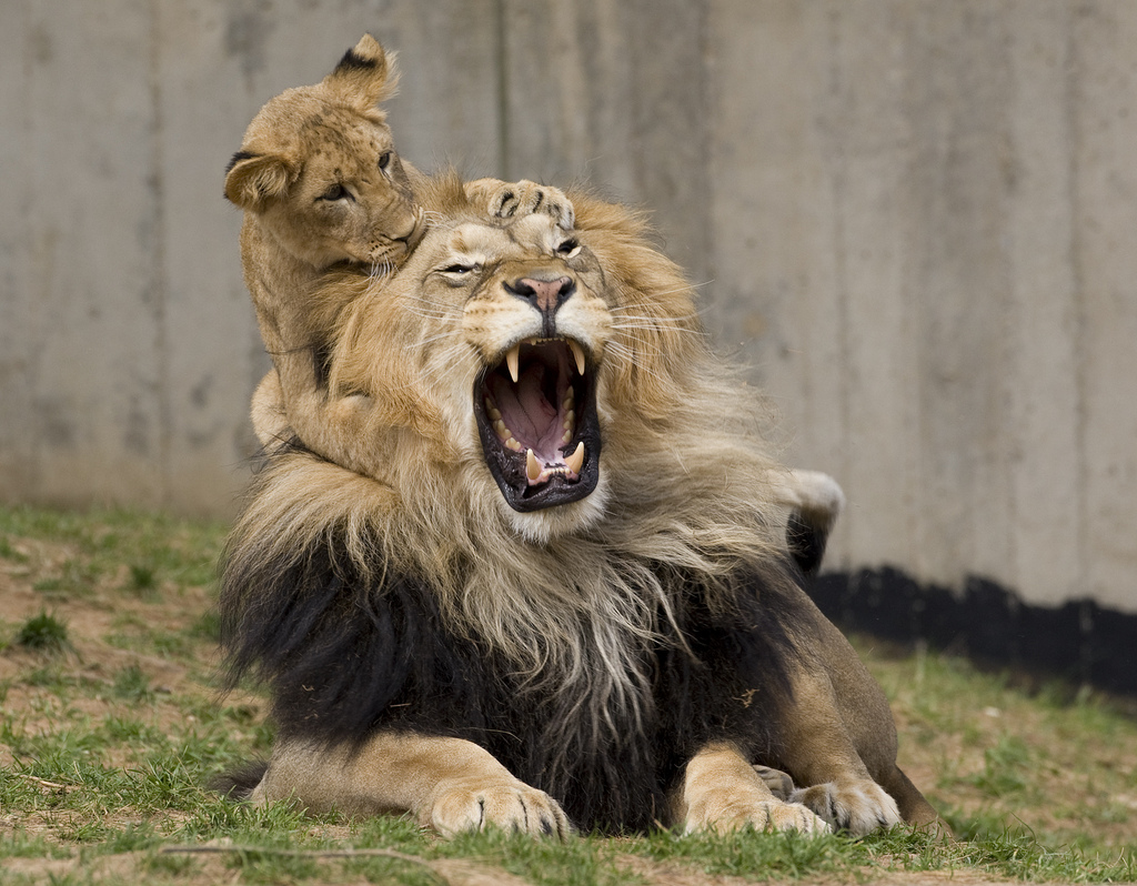 lion leader nature cub alpha pride play natural